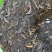 普洱茶生茶易武古树茶357克