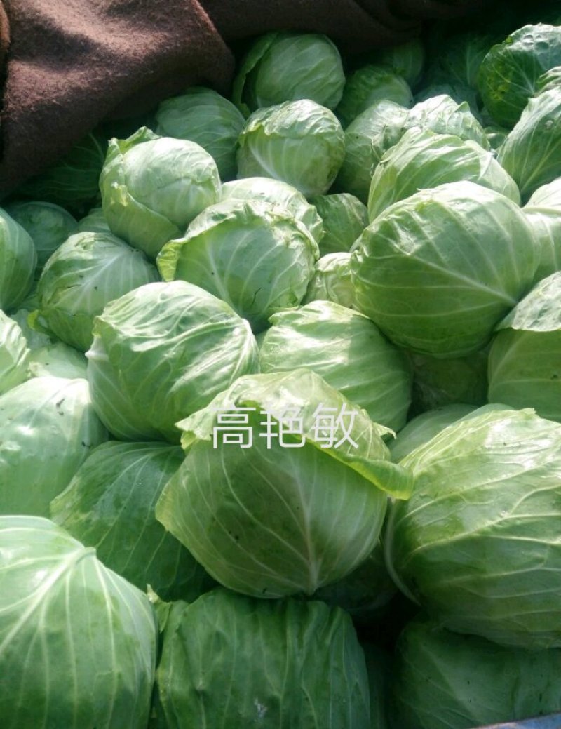 精品甘蓝中甘21/8398绿甘蓝包菜茴子白大量上市