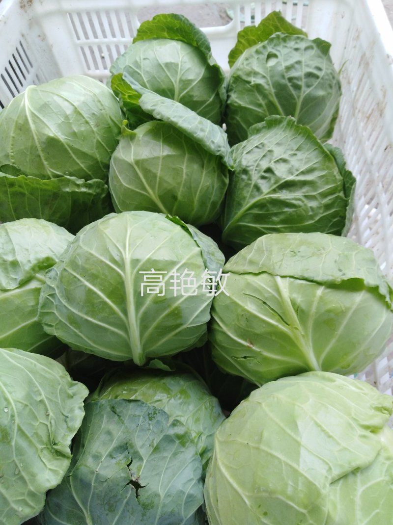 精品甘蓝中甘21/8398绿甘蓝包菜茴子白大量上市