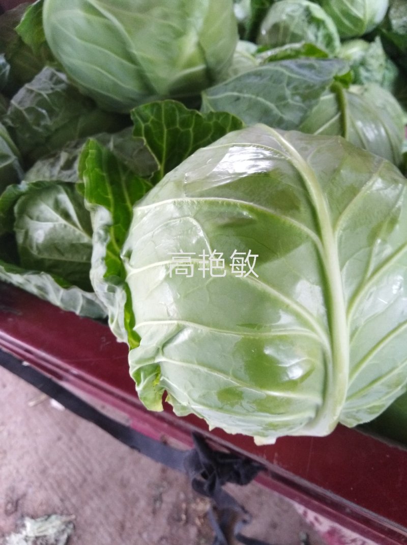精品甘蓝中甘21/8398绿甘蓝包菜茴子白大量上市