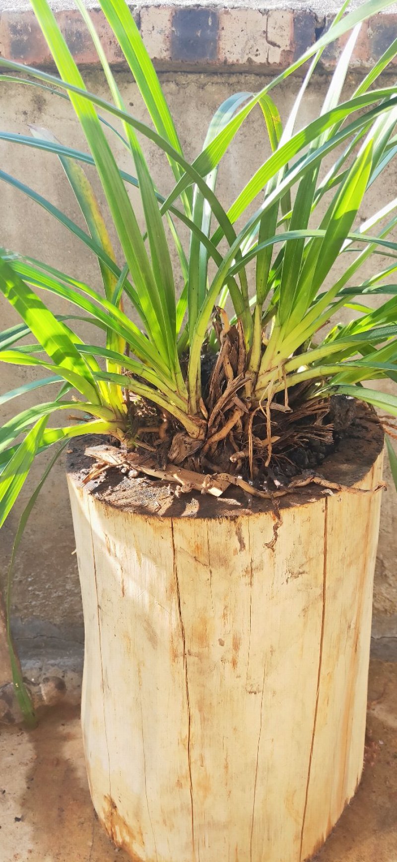 虎头兰