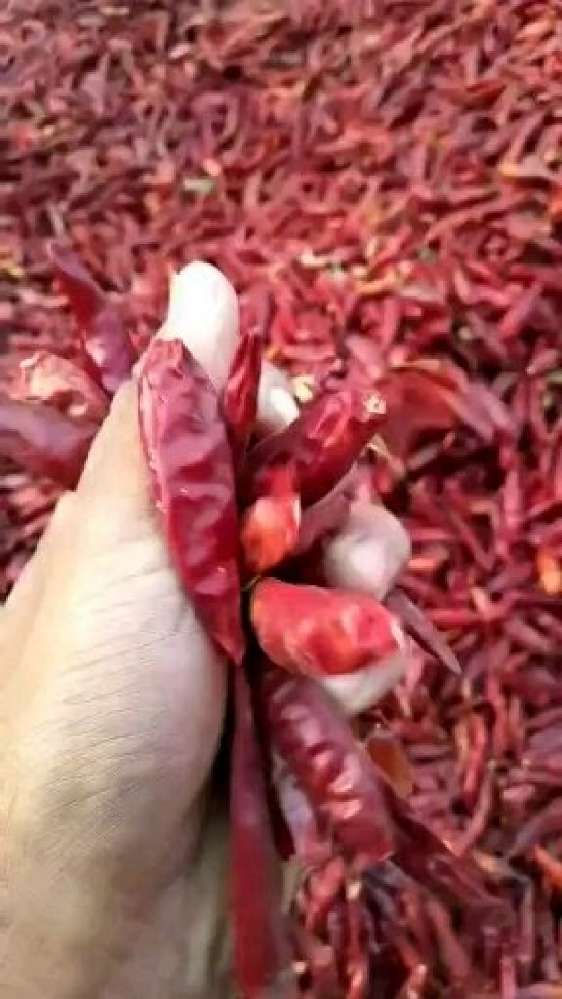 干辣椒