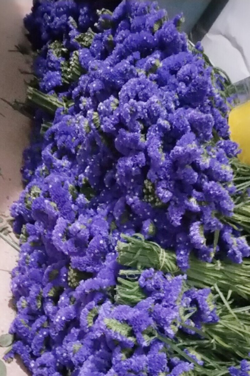 勿忘我