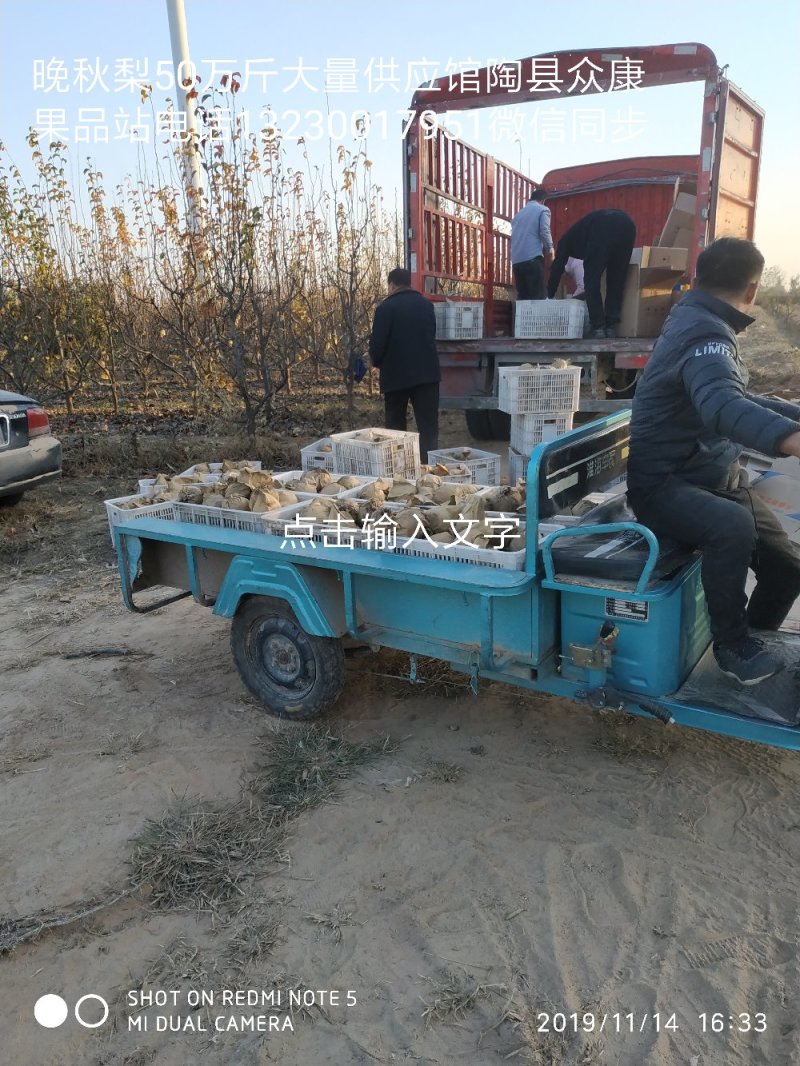 晚秋梨，果汁厂货，大量供应馆陶县众康果品站供应各种货源