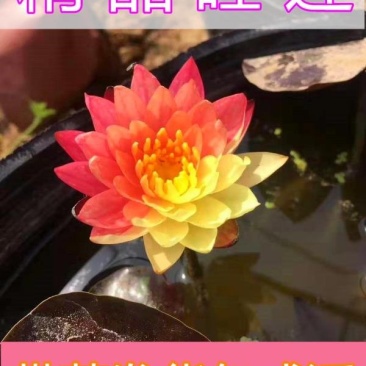 睡莲【包邮】精品睡莲迷你睡莲四季睡莲水生植物