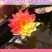 睡莲【包邮】精品睡莲迷你睡莲四季睡莲水生植物
