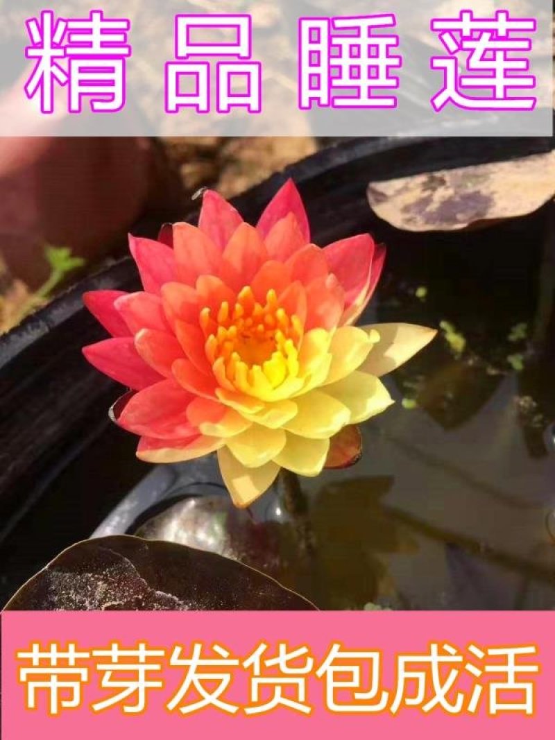 睡莲【包邮】精品睡莲迷你睡莲四季睡莲水生植物