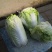 大白菜，分毛菜，品种有德高，东京868，北京三号