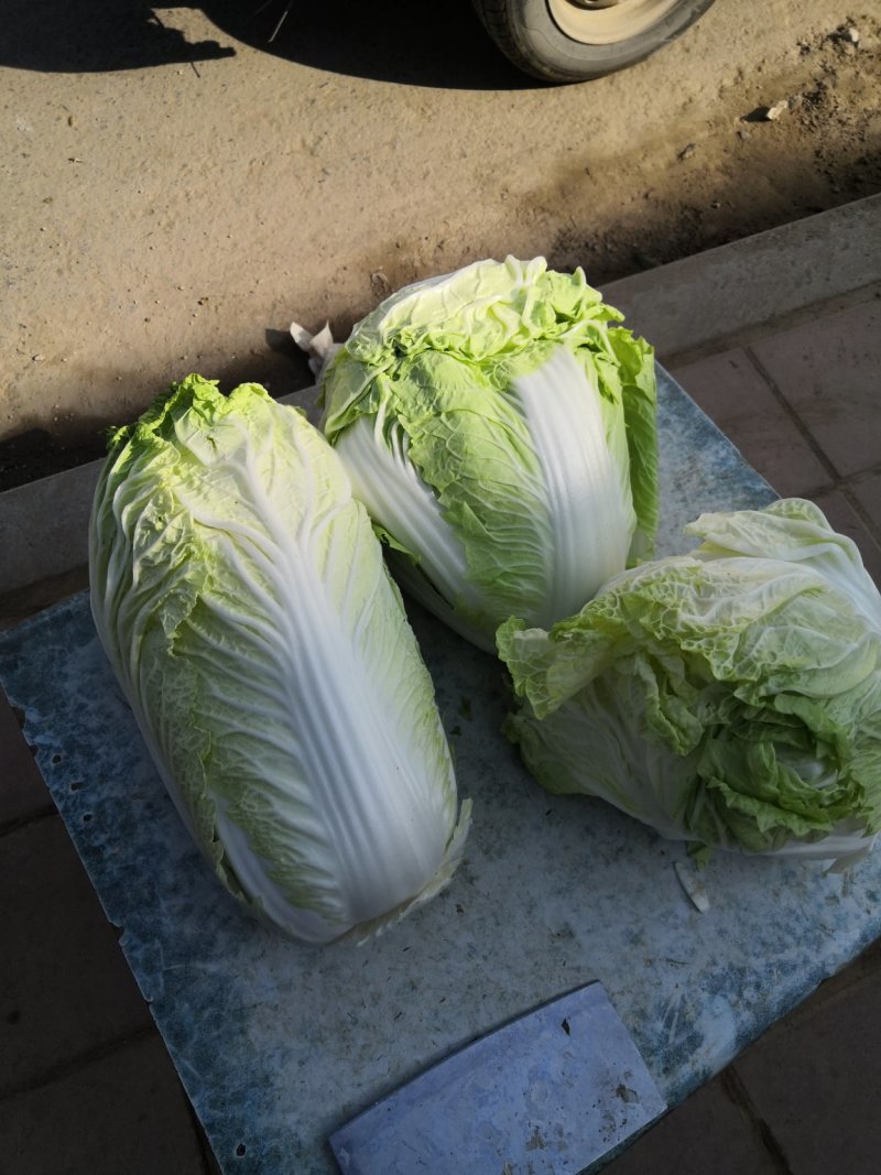 大白菜，分毛菜，品种有德高，东京868，北京三号
