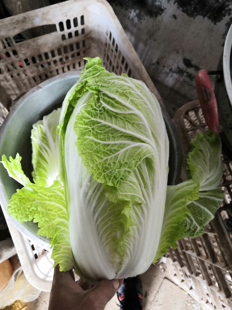 大白菜，分毛菜，品种有德高，东京868，北京三号