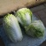 大白菜，分毛菜，品种有德高，东京868，北京三号
