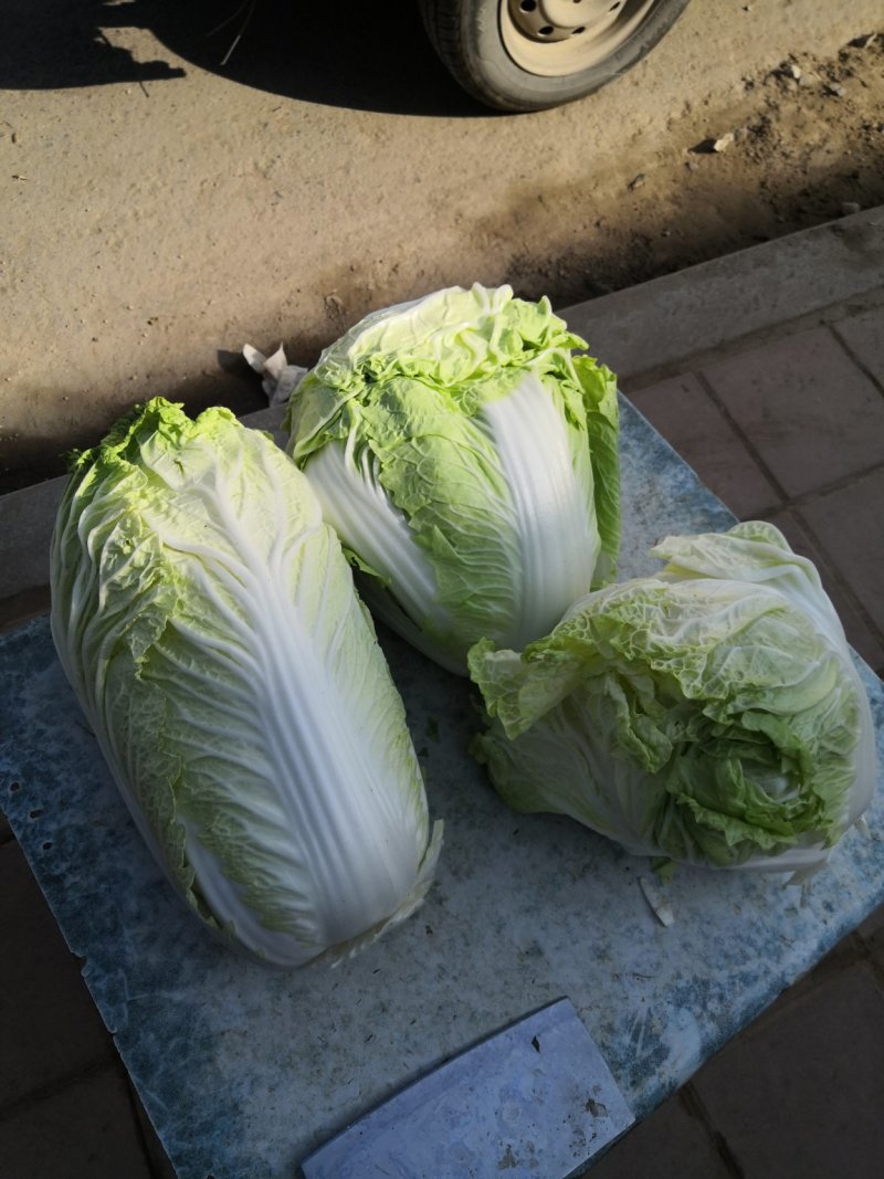 大白菜，分毛菜，品种有德高，东京868，北京三号