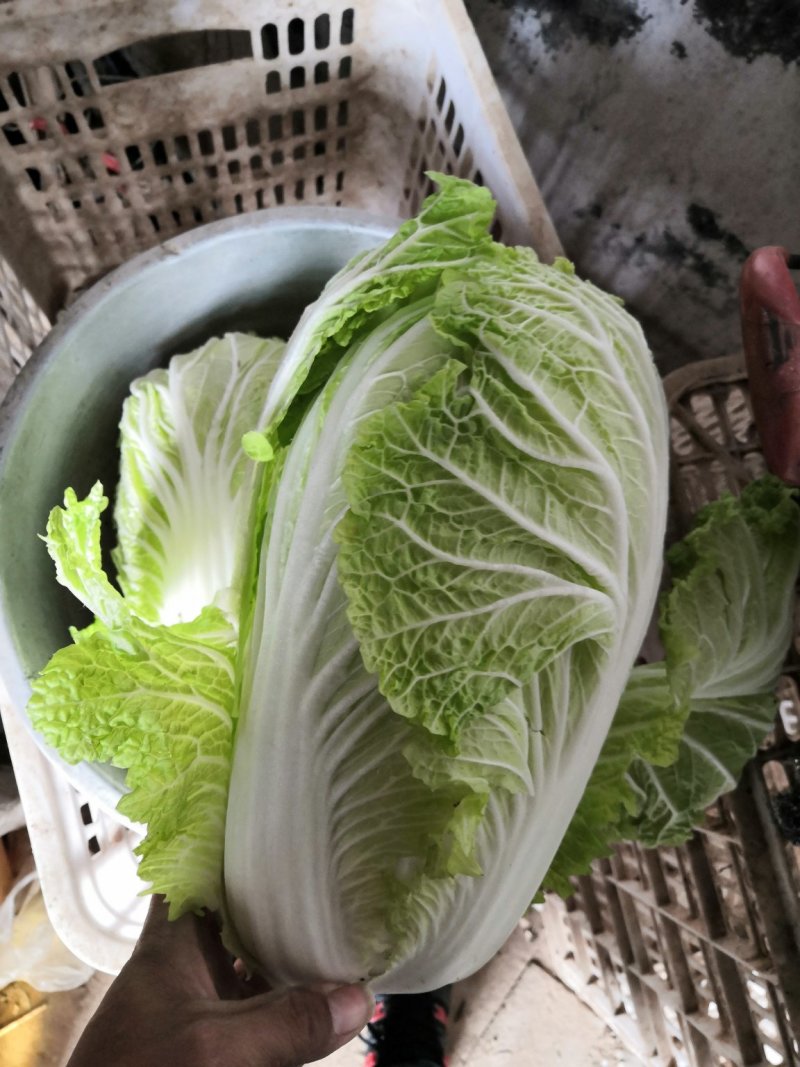 大白菜，分毛菜，品种有德高，东京868，北京三号