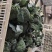 一级精品西兰花0.8～1.2斤超市酒店