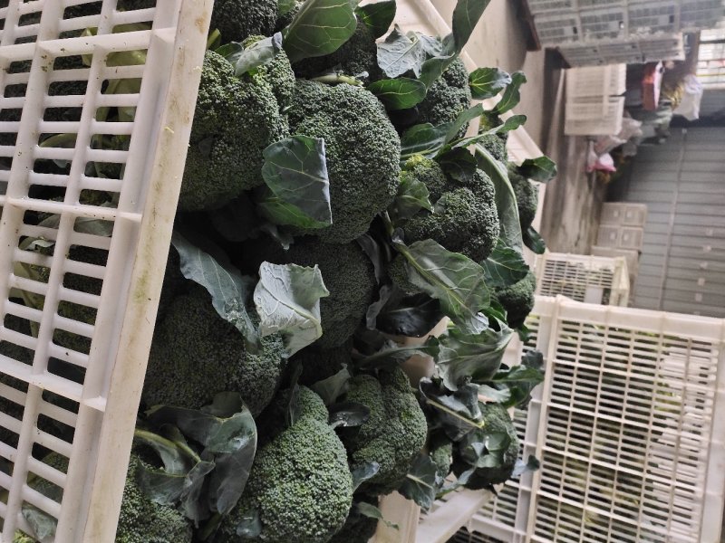 一级精品西兰花0.8～1.2斤超市酒店