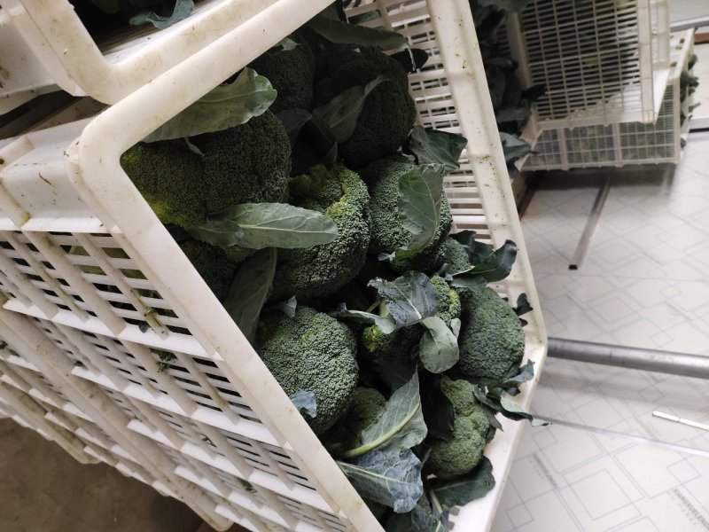 一级精品西兰花0.8～1.2斤超市酒店