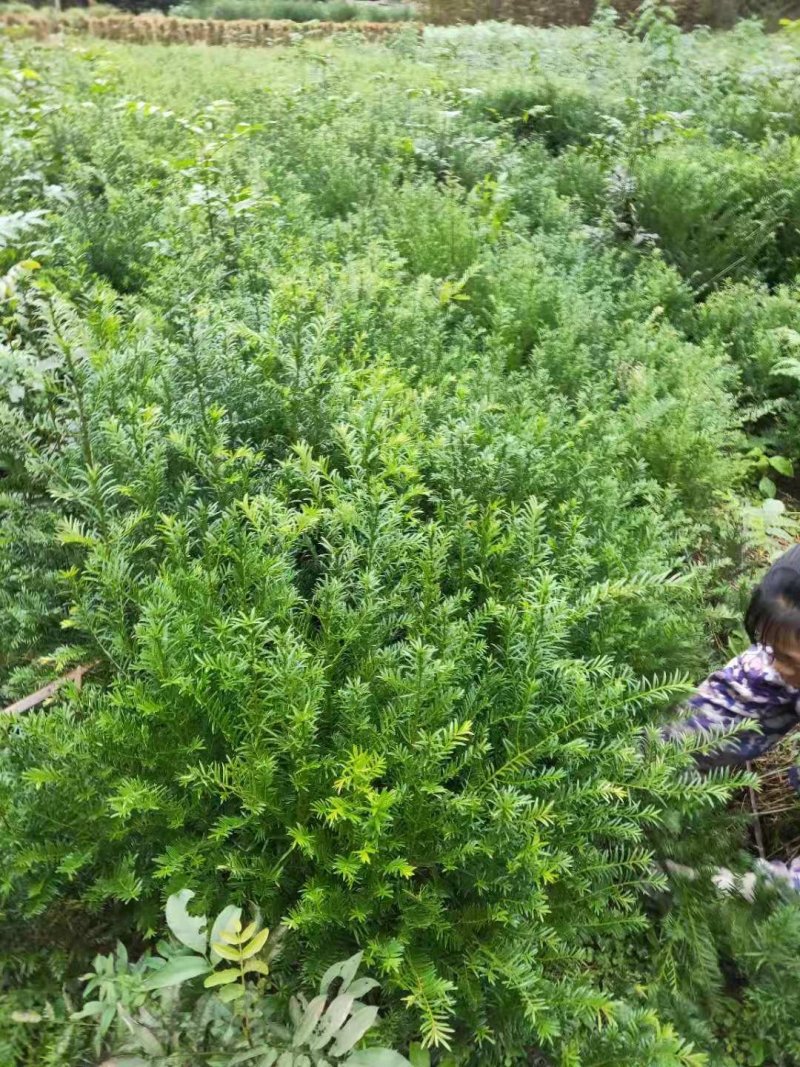 南方红豆杉产地零售红豆杉一手货源