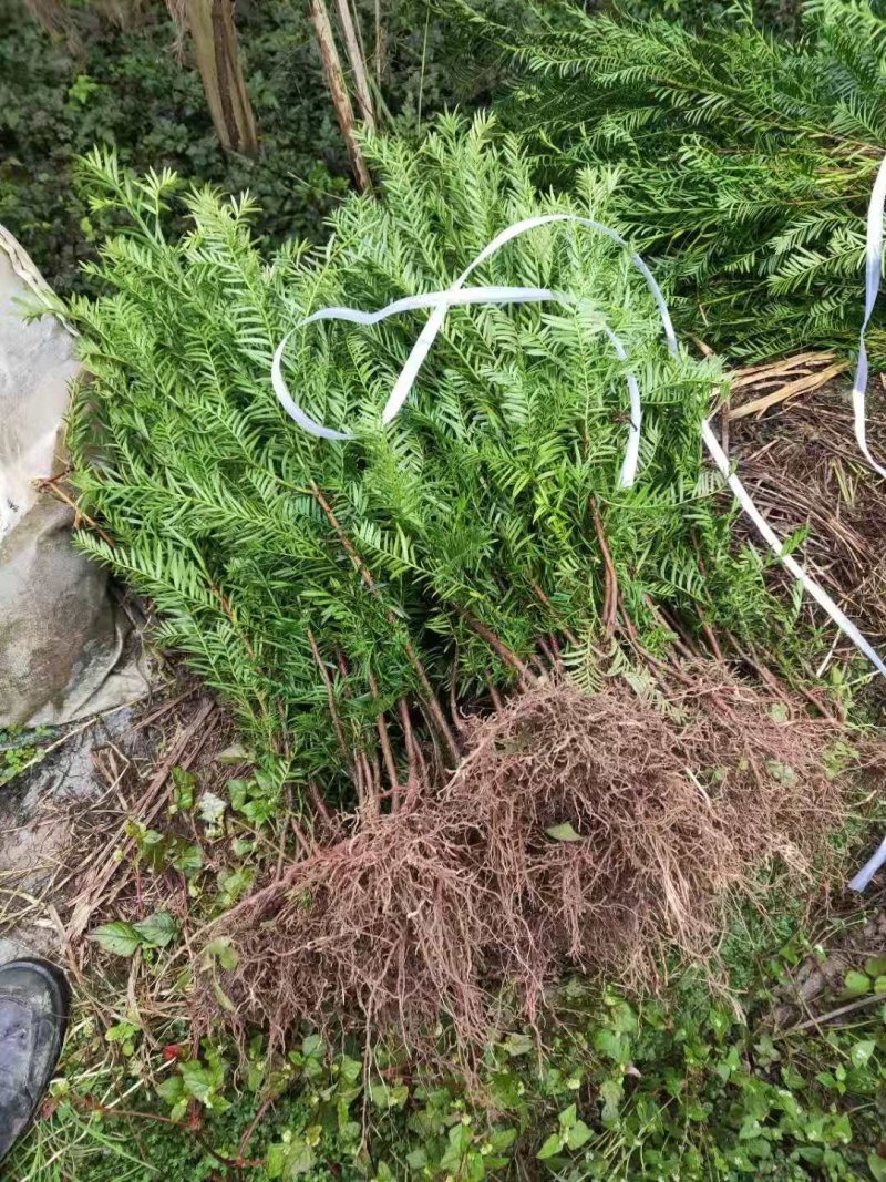 南方红豆杉产地零售红豆杉一手货源