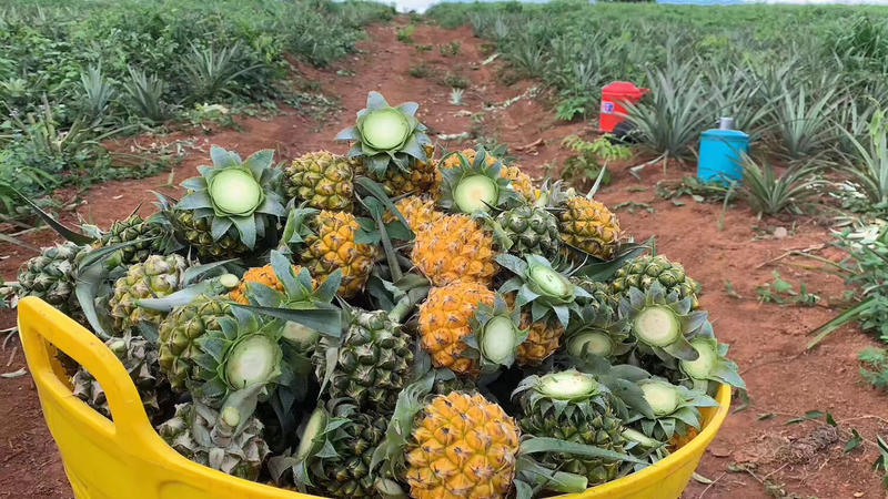 泰国小菠萝野生小菠萝香水小菠萝0.8斤以下小果