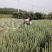 安丘铁杆大葱按需分拣协助装车协助配货代办购销服务