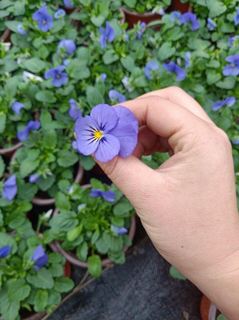 三色堇西餐点花角瑾花色多