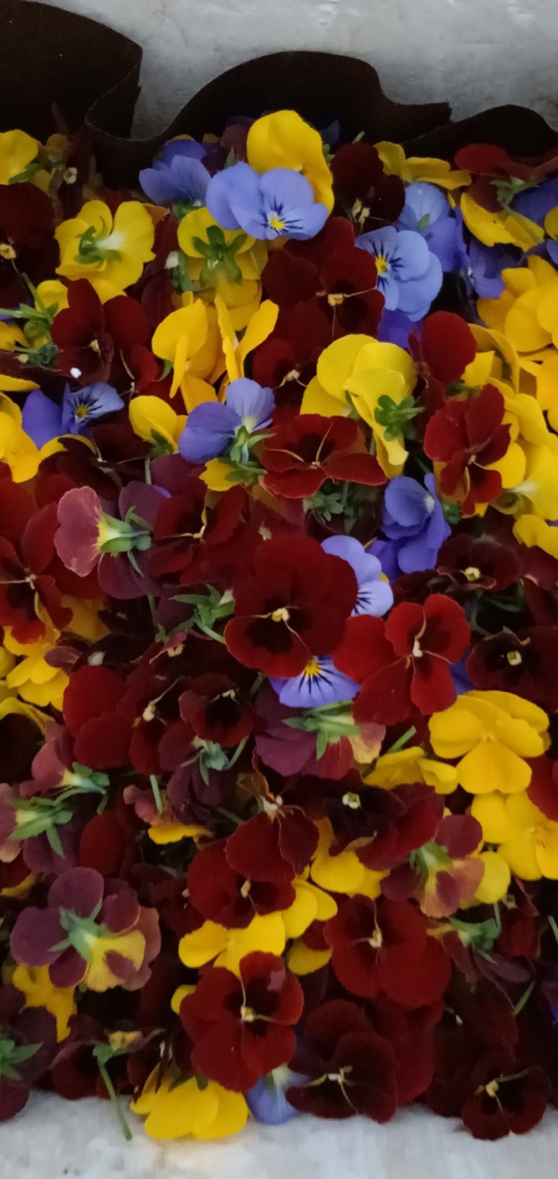 三色堇西餐点花角瑾花色多