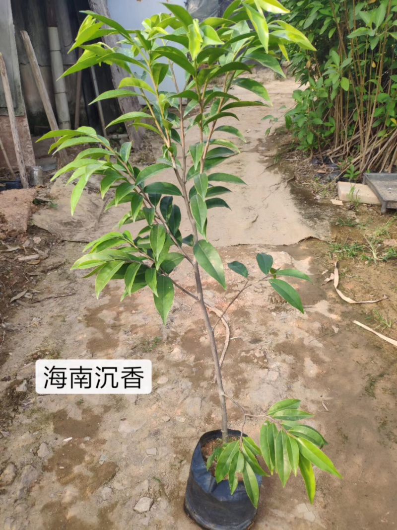 正宗沉香苗沉香树苗奇楠沉香苗海南沉香苗白木香沉香苗盆栽
