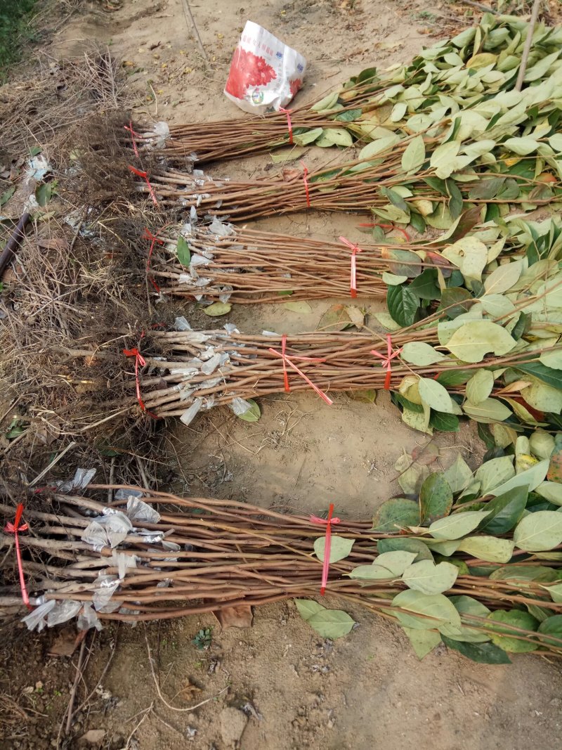 柿子苗，可实地考察订苗，产地直供，支持线上保证交易