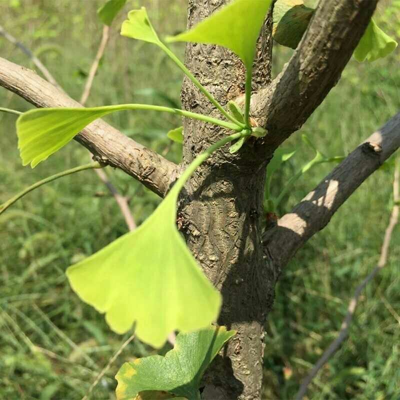 大苗银杏树苗白果苗银杏大苗庭院植物行道绿化苗木银杏苗