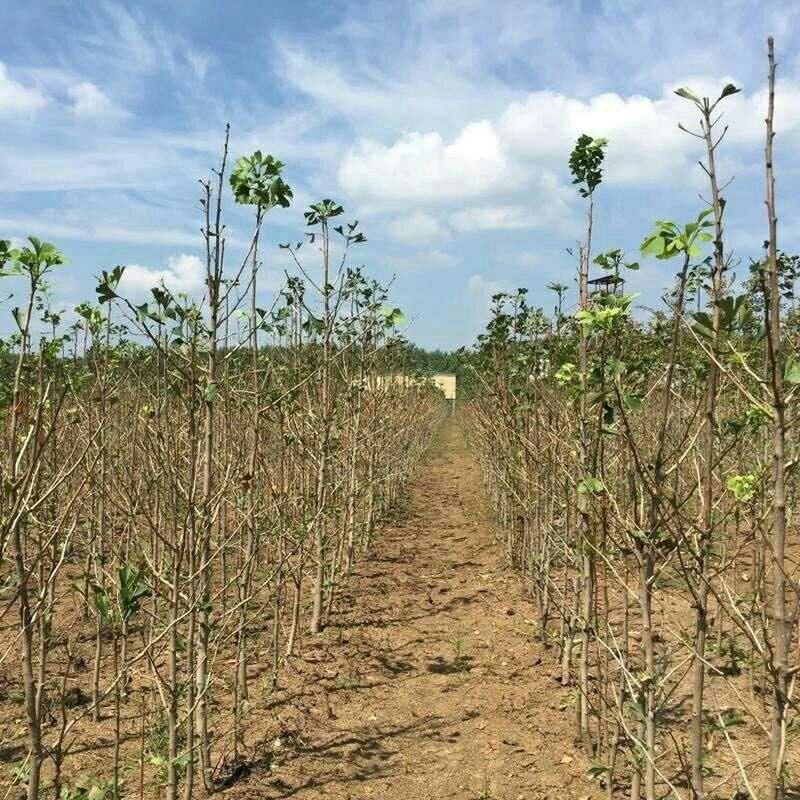 大苗银杏树苗白果苗银杏大苗庭院植物行道绿化苗木银杏苗