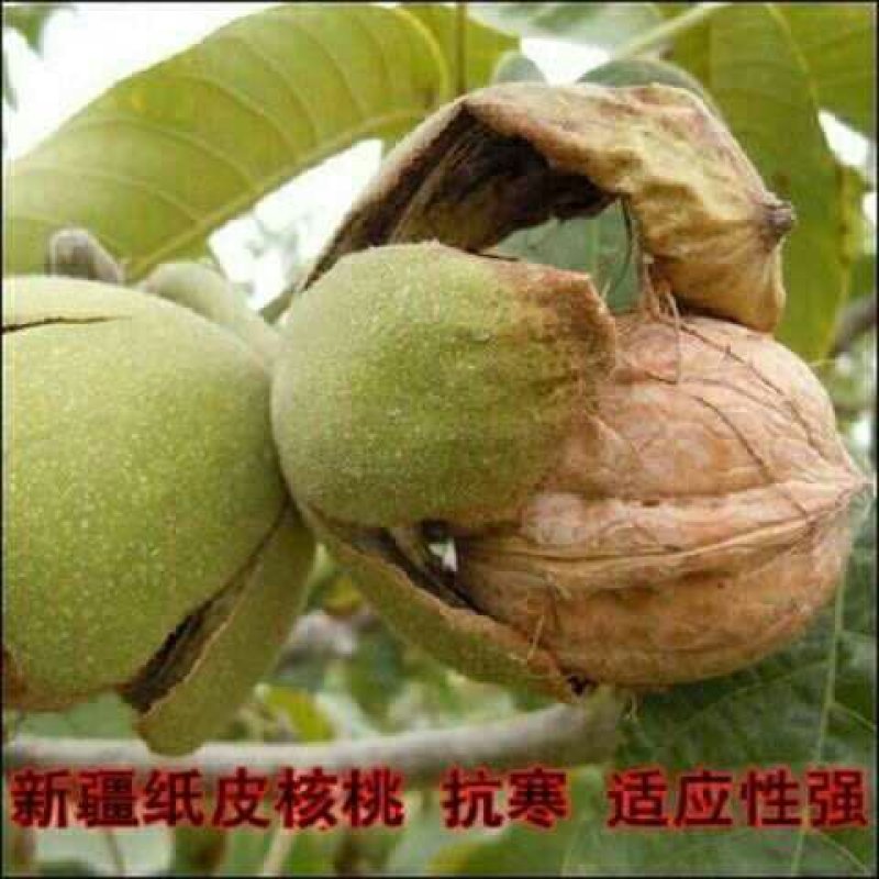 核桃苗嫁接纸皮薄皮核桃树果树苗野生特大南北方种植当年结果