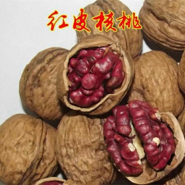 核桃苗嫁接纸皮薄皮核桃树果树苗野生特大南北方种植当年结果