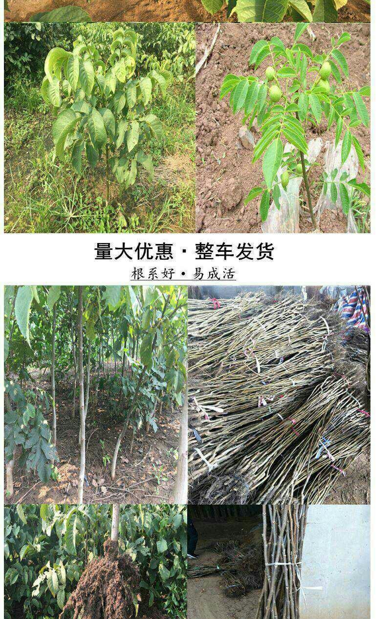 核桃苗嫁接纸皮薄皮核桃树果树苗野生特大南北方种植当年结果