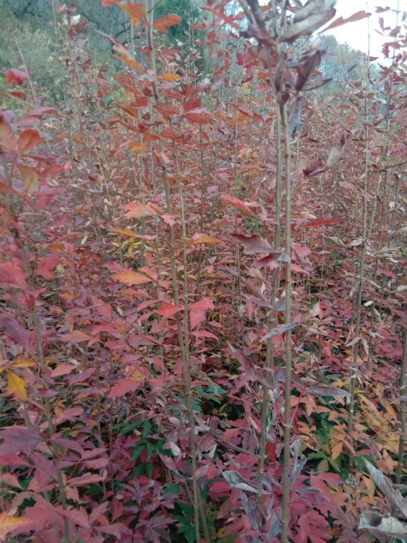 血皮槭地径一公分血皮槭苗价格便宜量大从优先到先得