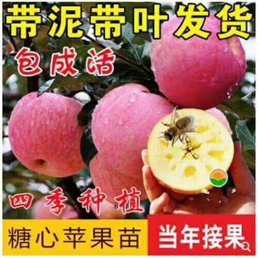 红富士苹果苗冰糖心苹果树苗嫁接当年结果南北方种植果树苗