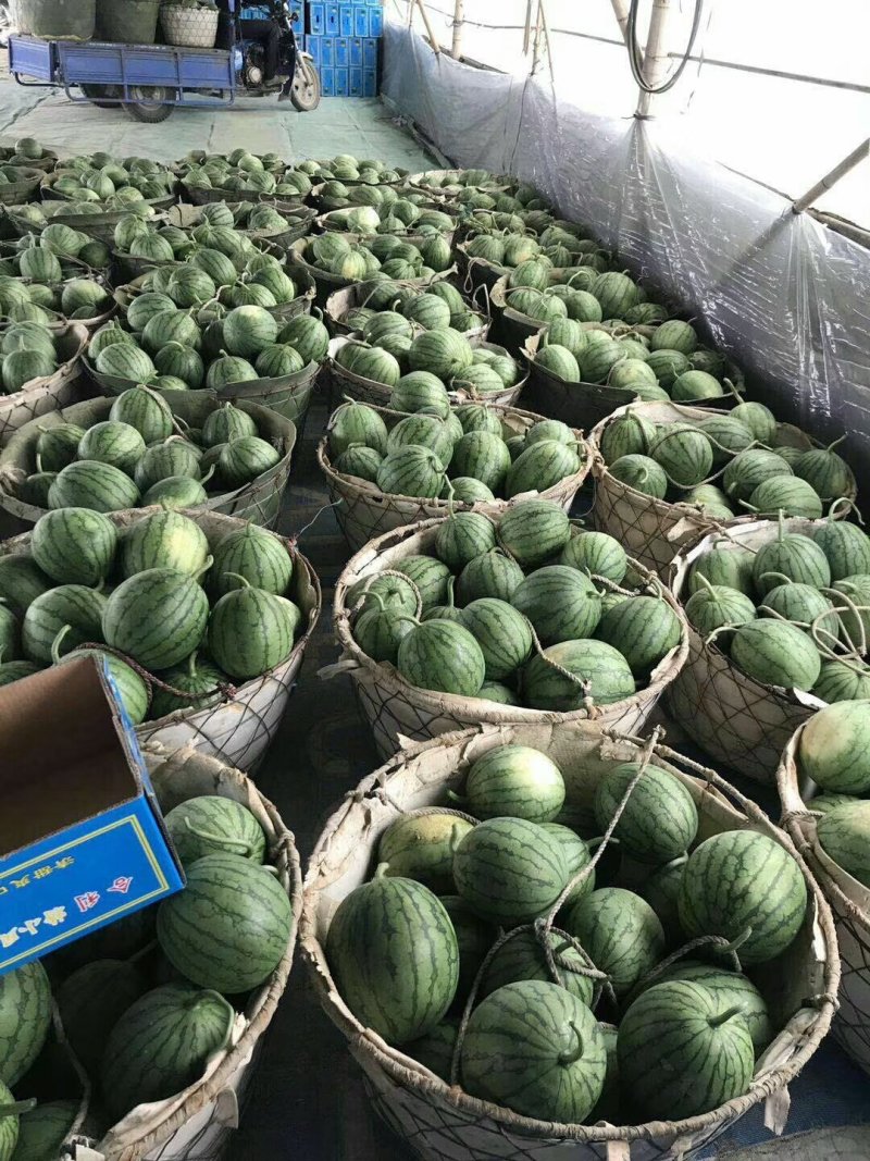 广东特小凤西瓜，产地直发，香甜多汁，欢迎选购专业代办