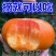 柿子水果树苗嫁接脆柿子地栽盆栽果树苗南方北方种植当年结果