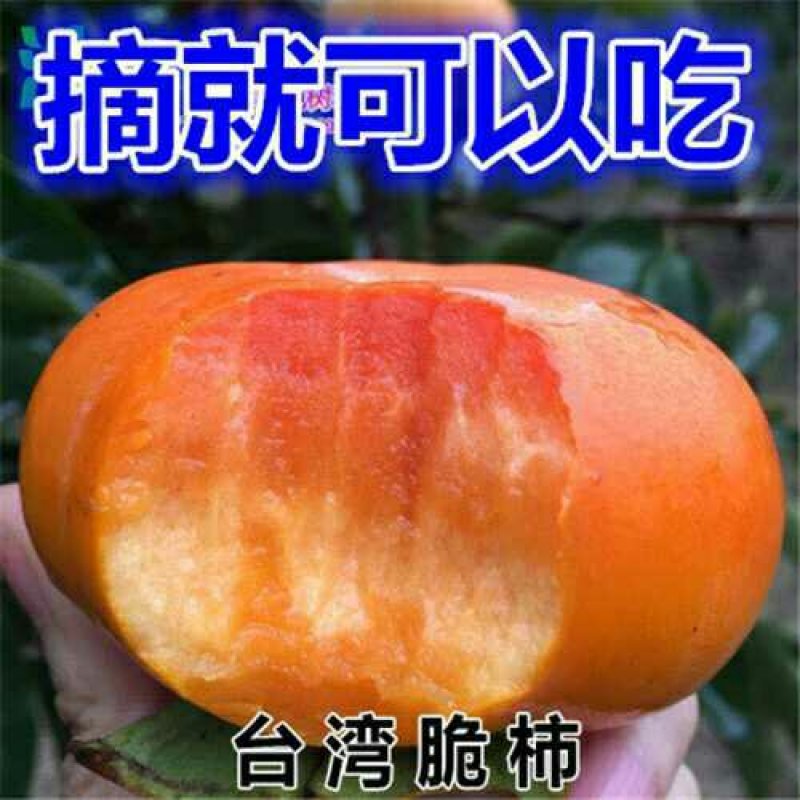 柿子水果树苗嫁接脆柿子地栽盆栽果树苗南方北方种植当年结果