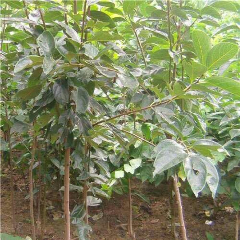 柿子水果树苗嫁接脆柿子地栽盆栽果树苗南方北方种植当年结果