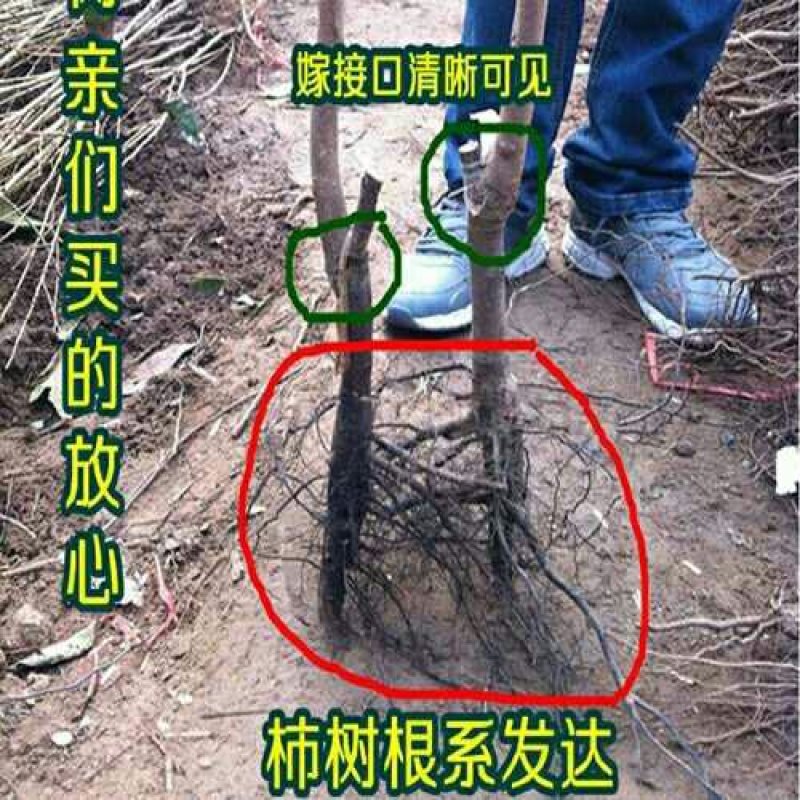 柿子水果树苗嫁接脆柿子地栽盆栽果树苗南方北方种植当年结果