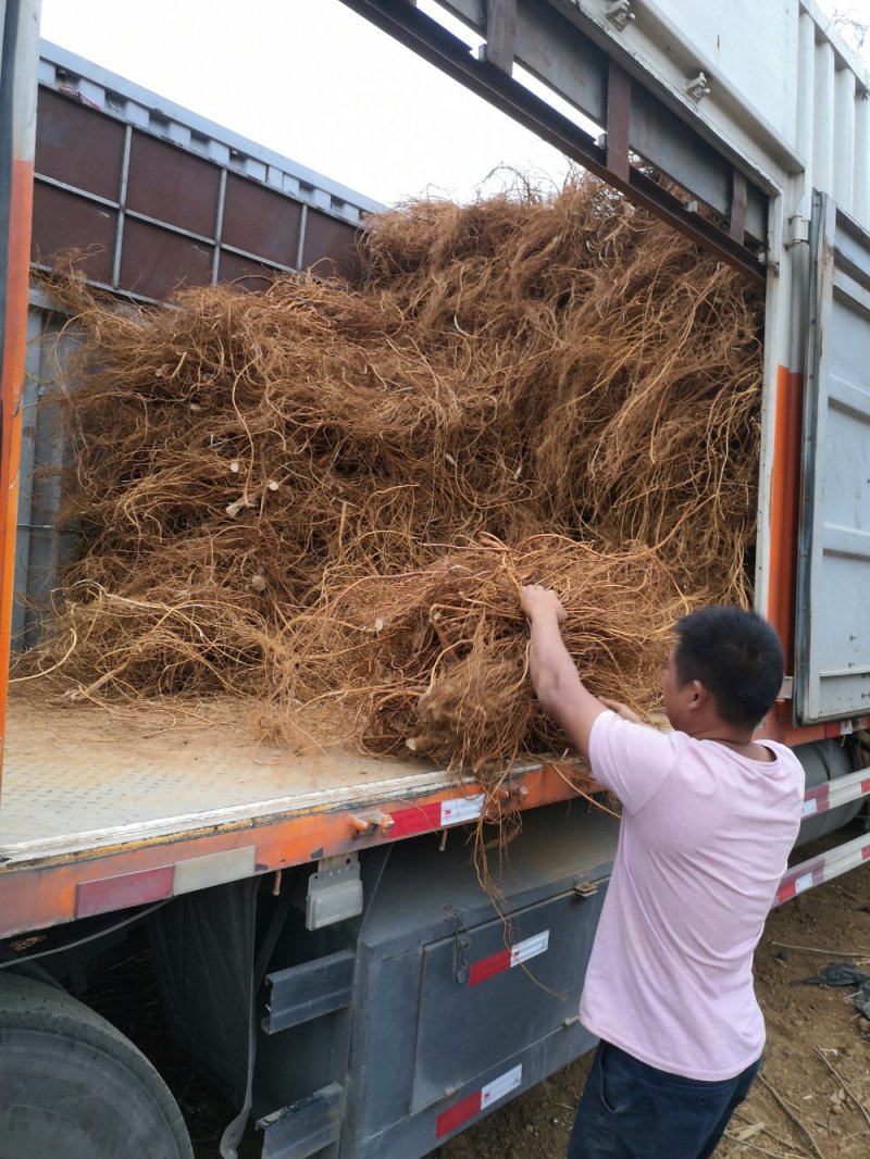 （热销）现挖五指毛桃根鲜货自家基地量大从优协助找车