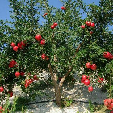 石榴树苗盆栽地栽突尼斯大红袍南方北方种植庭院果树当年结果