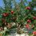 石榴树苗盆栽地栽突尼斯大红袍南方北方种植庭院果树当年结果