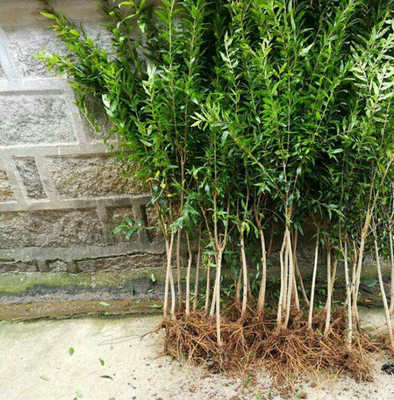 石榴树苗盆栽地栽突尼斯大红袍南方北方种植庭院果树当年结果