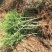石榴树苗盆栽地栽突尼斯大红袍南方北方种植庭院果树当年结果