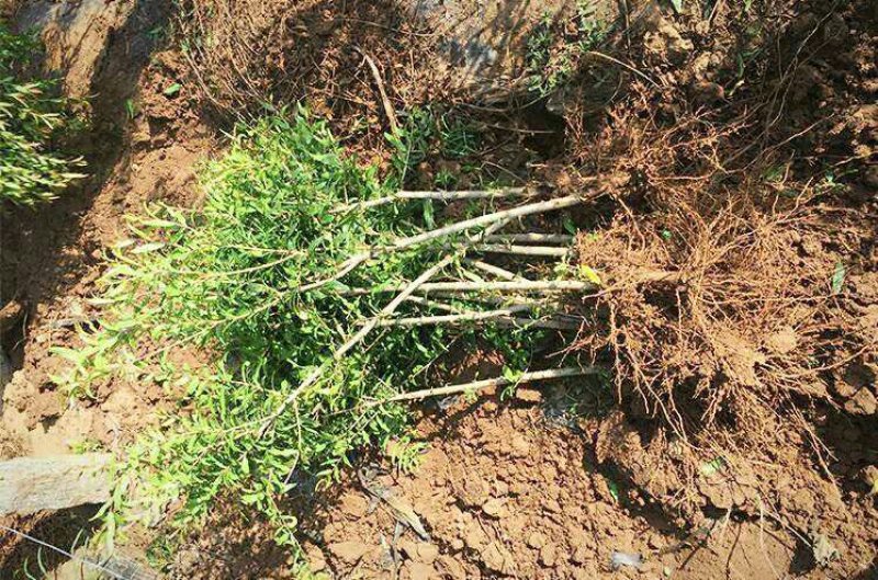 石榴树苗盆栽地栽突尼斯大红袍南方北方种植庭院果树当年结果