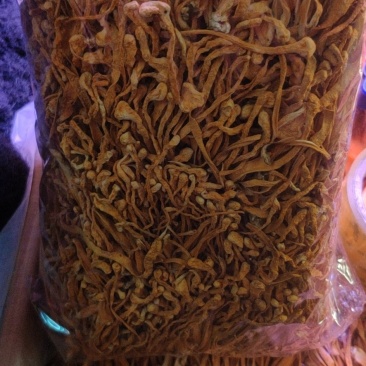 虫草花