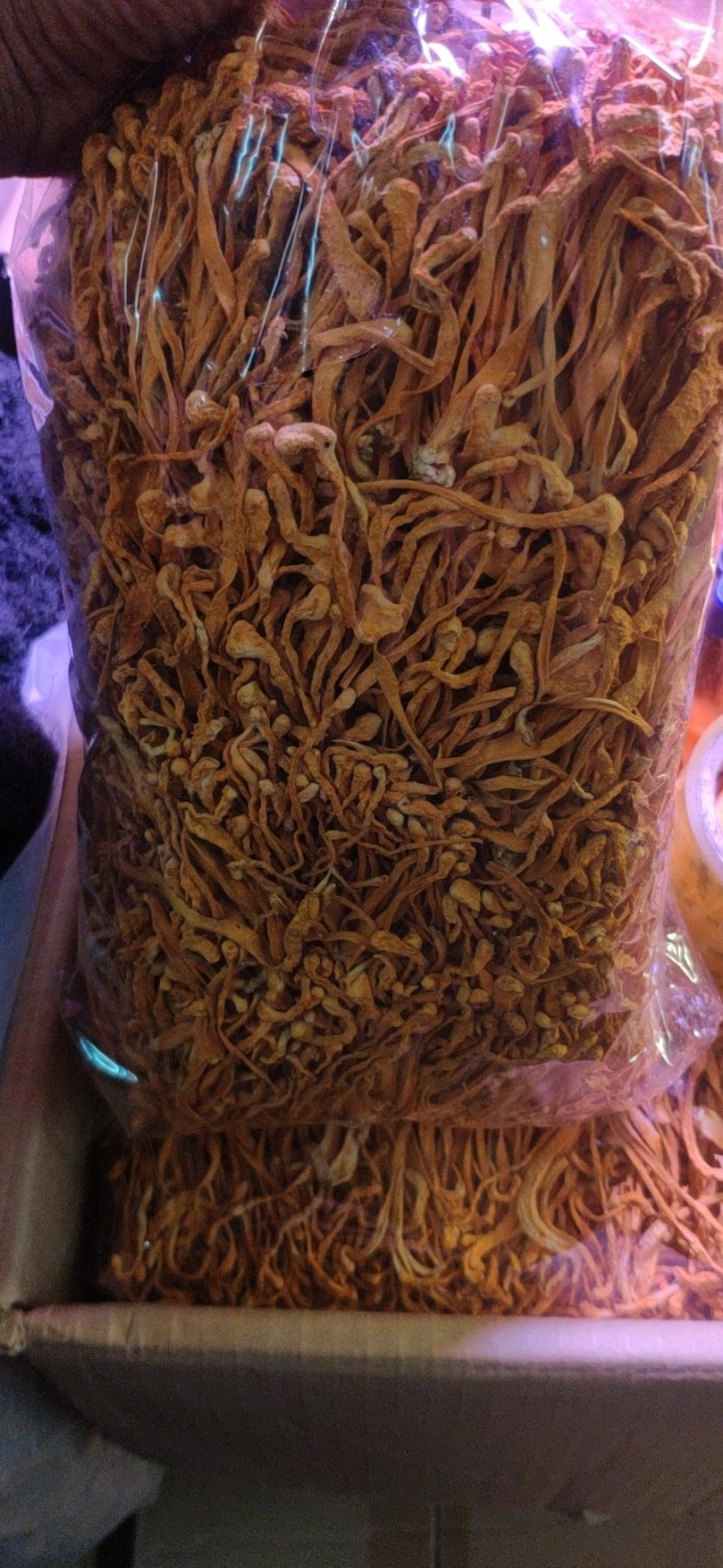 虫草花