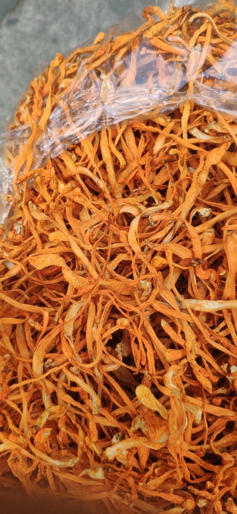 虫草花