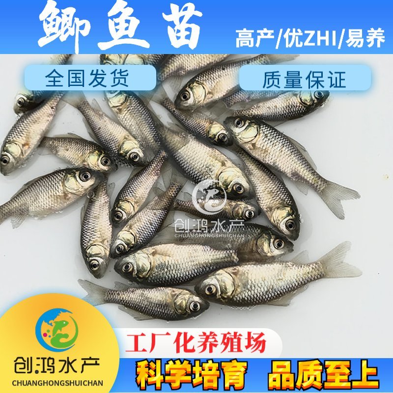 【特价销售】鲫鱼鱼苗中科三号鲫鱼苗白鲫鱼苗东北鲫